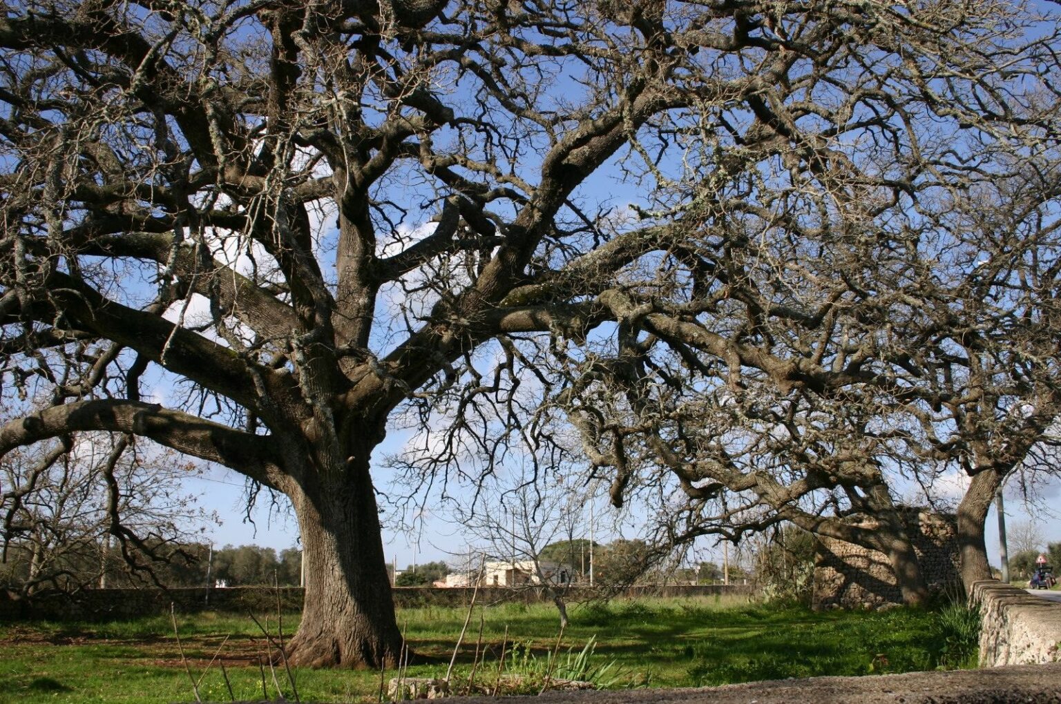 quercia-vallonea-tricase