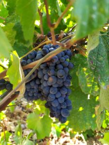 Le origini del vino Negroamaro nel Salento